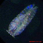Click here to visit our photo gallery of zooplankton from the deep Sargasso Sea